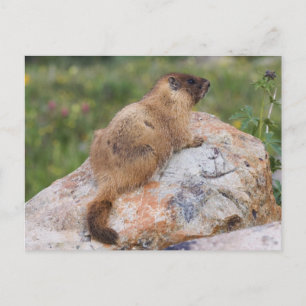 Cartão Postal Marmot, Marmota flaviventris, de barriga amarela,