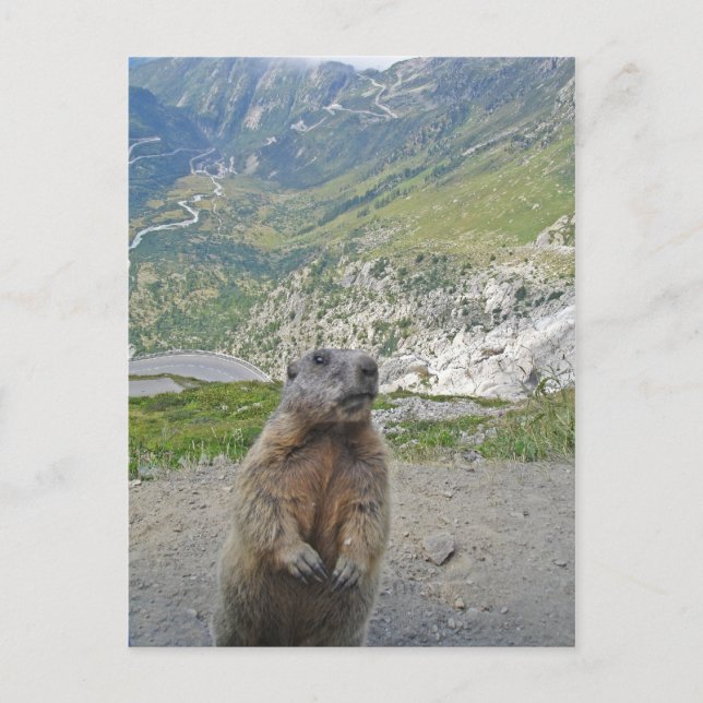 Cartão Postal Marmot no Furka Pass (Frente)