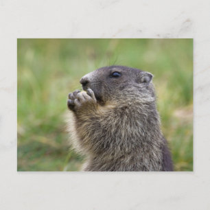 Cartão Postal Marmota