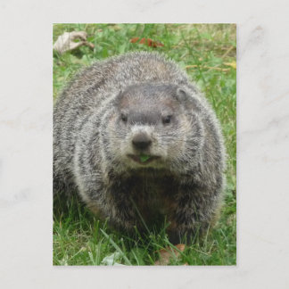 Cartão Postal Marmota comendo