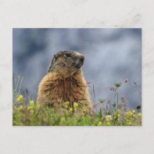 Cartão Postal marmota em prado alpino