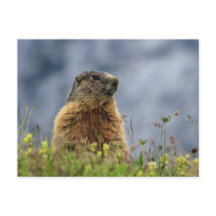marmota em prado alpino