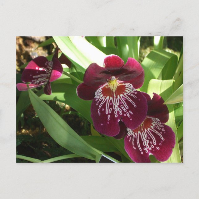 Cartão Postal Maroon Orchids II Elegante Floral (Frente)