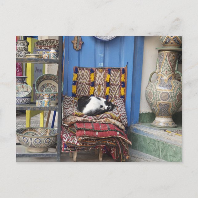 Cartão Postal Marrakesh Cat (Frente)