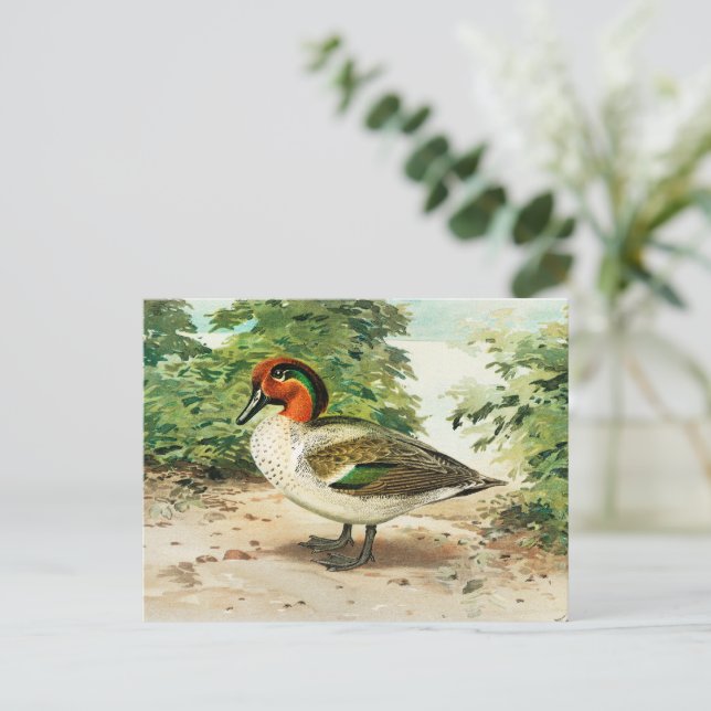 Cartão Postal Marreca-pintada (Em pé/Frente)