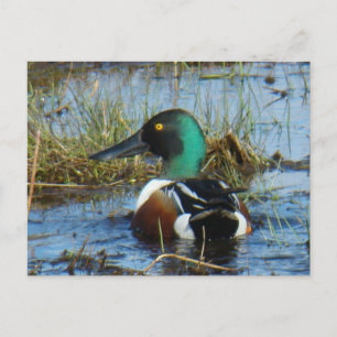 Cartão Postal Marreco-colhereiro-macho B25