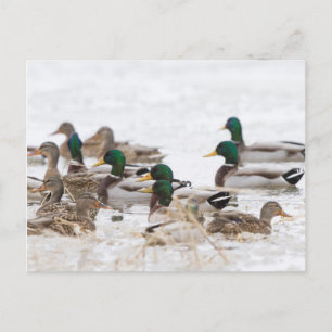 Cartão Postal Marrecos no pântano no inverno