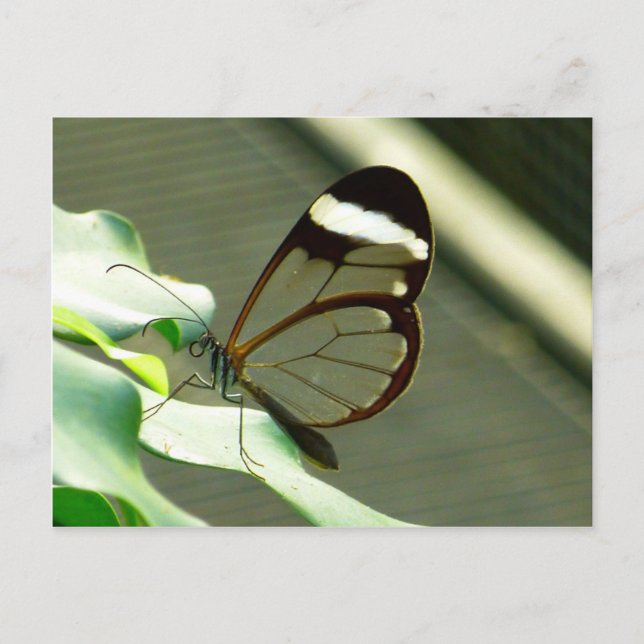 Cartão Postal Marrom atordoante e borboleta translúcida (Frente)