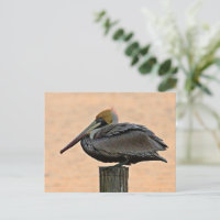 Marrom Pelican Descansando em Pilotagem