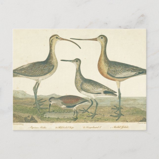 Cartão Postal Marsh Bird Curlew Snipe Birding (Frente)