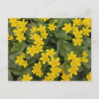 Cartão Postal Marsh Marigold em Bloom