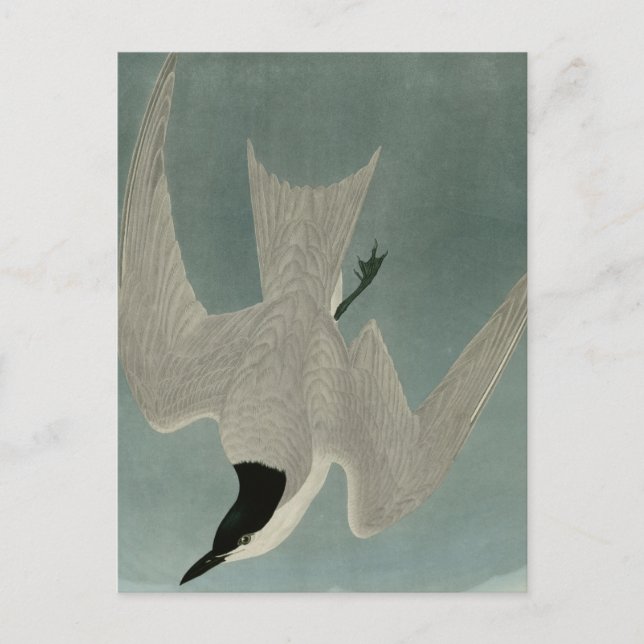 Cartão Postal Marsh Tern (Frente)