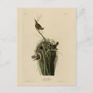 Cartão Postal Marsh Wren, das Aves da América de Audubon