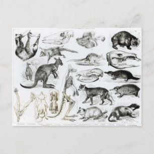 Cartão Postal Marsupialia, Monetremata, Edentata