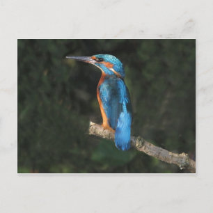 Cartão Postal Martim-pescador