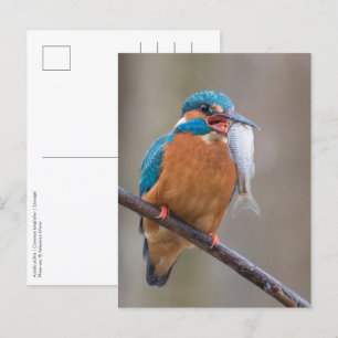 Cartão Postal Martim-pescador com Presa Foto da Natureza