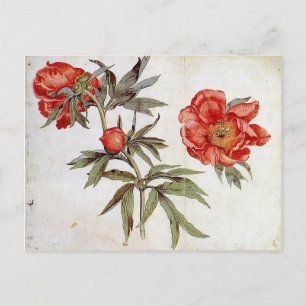 Cartão Postal Martin Schongauer sobre o Estudo das Peonias