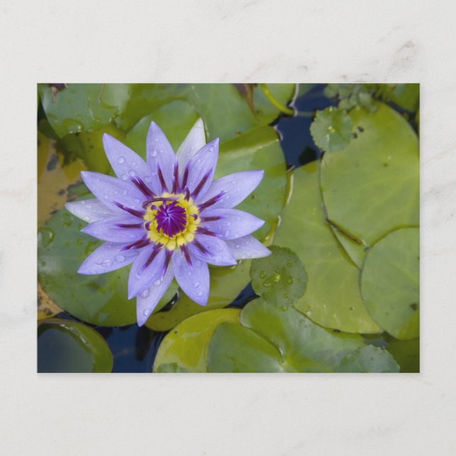 Cartão Postal Martinica, Antilhas Francesas, Índias Ocidentais,  (Frente)