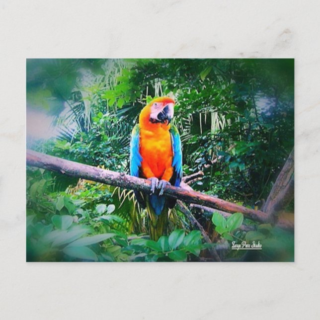 Cartão Postal Martinique Macaw (Frente)