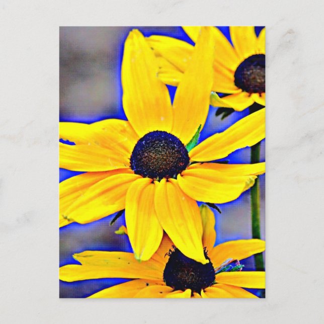 Cartão Postal Maryland Black Eyed Susan (Frente)