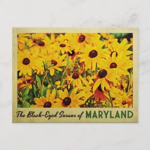 Cartão Postal Maryland Black-Eyed Susans