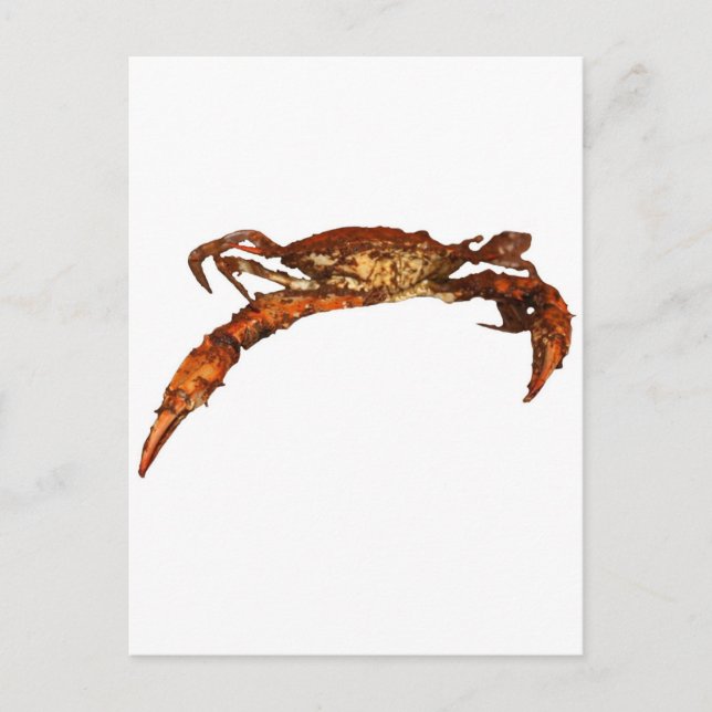 Cartão Postal Maryland Blue Crab (Frente)