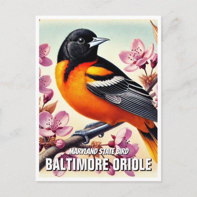 Cartão Postal Maryland State Bird Baltimore Oriole (Frente)