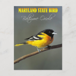 Cartão Postal Maryland State Bird - Baltimore Oriole
