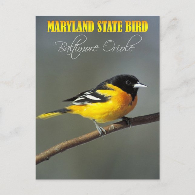 Cartão Postal Maryland State Bird - Baltimore Oriole (Frente)