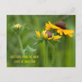 Cartão Postal Maryland State Flower