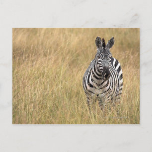 Cartão Postal Masai Mara, Quênia