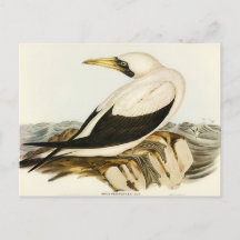 Mascarado Gannet por Elizabeth Gould