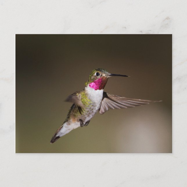 Cartão Postal Masculino - Broad - beija-flor-cauda (Frente)