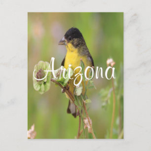 Cartão Postal Masculino Goldfinch pregado em flores