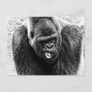 Cartão Postal Masculino Lowland Silverback Gorilla, Preto e Bran
