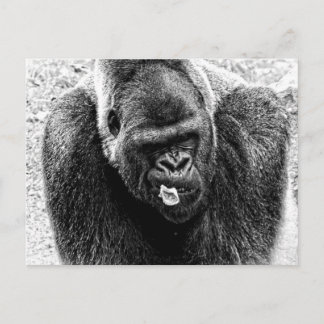 Cartão Postal Masculino Lowland Silverback Gorilla, Preto e Bran