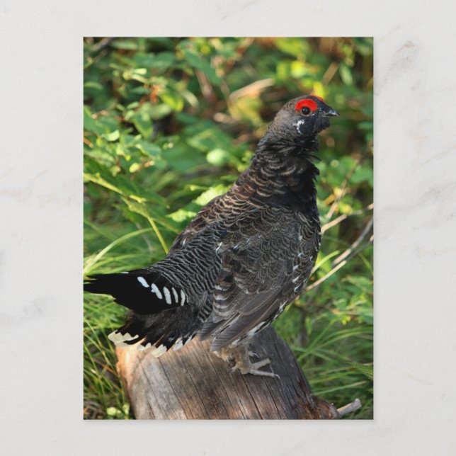 Cartão Postal Masculino Spruce Grouse (Frente)