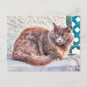 Cartão Postal Maspalomas Cat