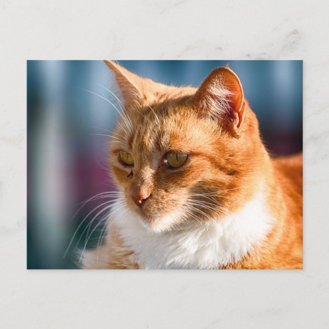 Cartão Postal Maspalomas Cat (Frente)