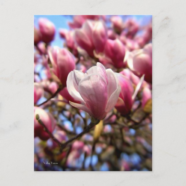 Cartão Postal Massa da Magolia (Frente)