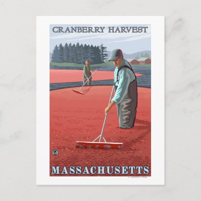 Cartão Postal Massachusetts Cranberry Bog Harvest (Frente)