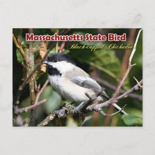Cartão Postal Massachusetts State Bird - Chickadee de cabeça neg