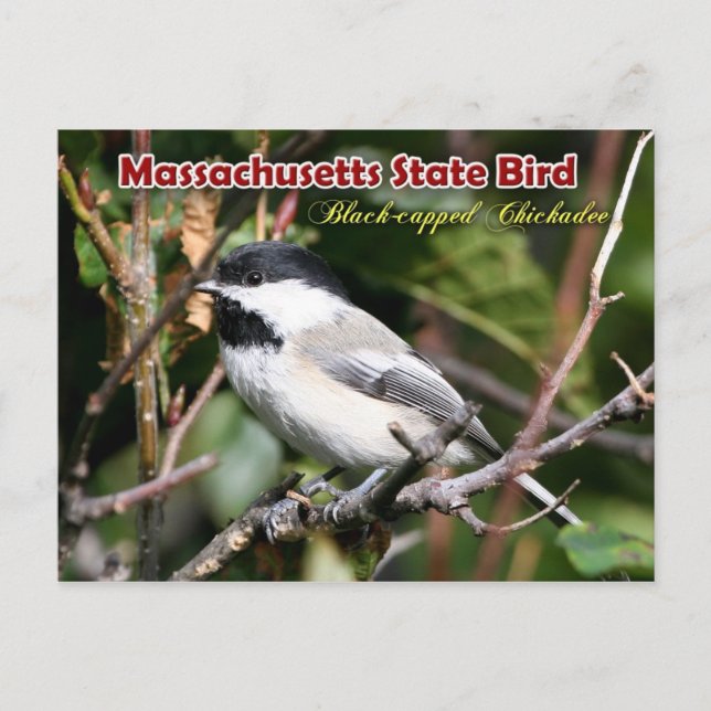 Cartão Postal Massachusetts State Bird - Chickadee de cabeça neg (Frente)