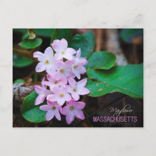 Cartão Postal Massachusetts State Flower: Mayflower