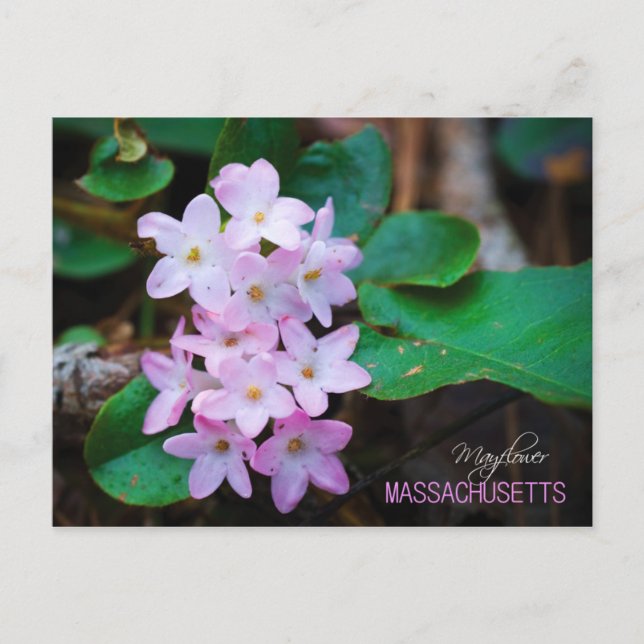 Cartão Postal Massachusetts State Flower: Mayflower (Frente)