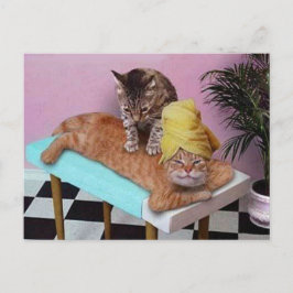 Cartão Postal Massagem de Gato Engraçado