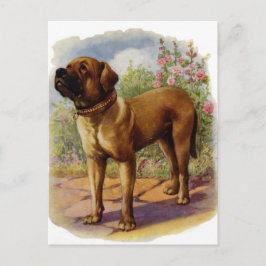 Cartão Postal Mastiff