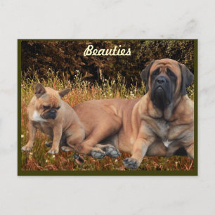 Cartão Postal Mastiff mit französischer Bulldogge Postkarte