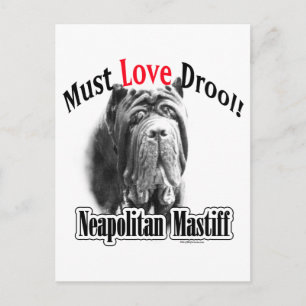 Cartão Postal Mastiff napolitano deve amar o Drool