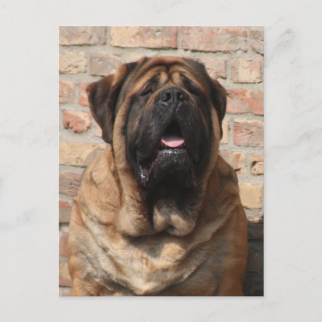 Cartão Postal Mastiff Vatertag Best Friends  (Frente)